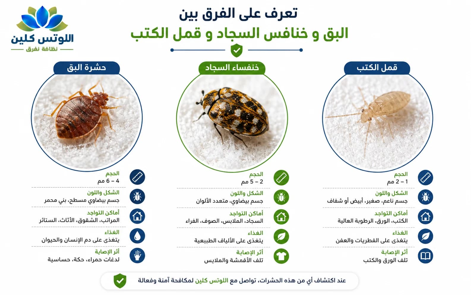 مقارنة بصرية بين البق وحشرات تشبه البق مثل خنفساء السجاد وقمل الكتب