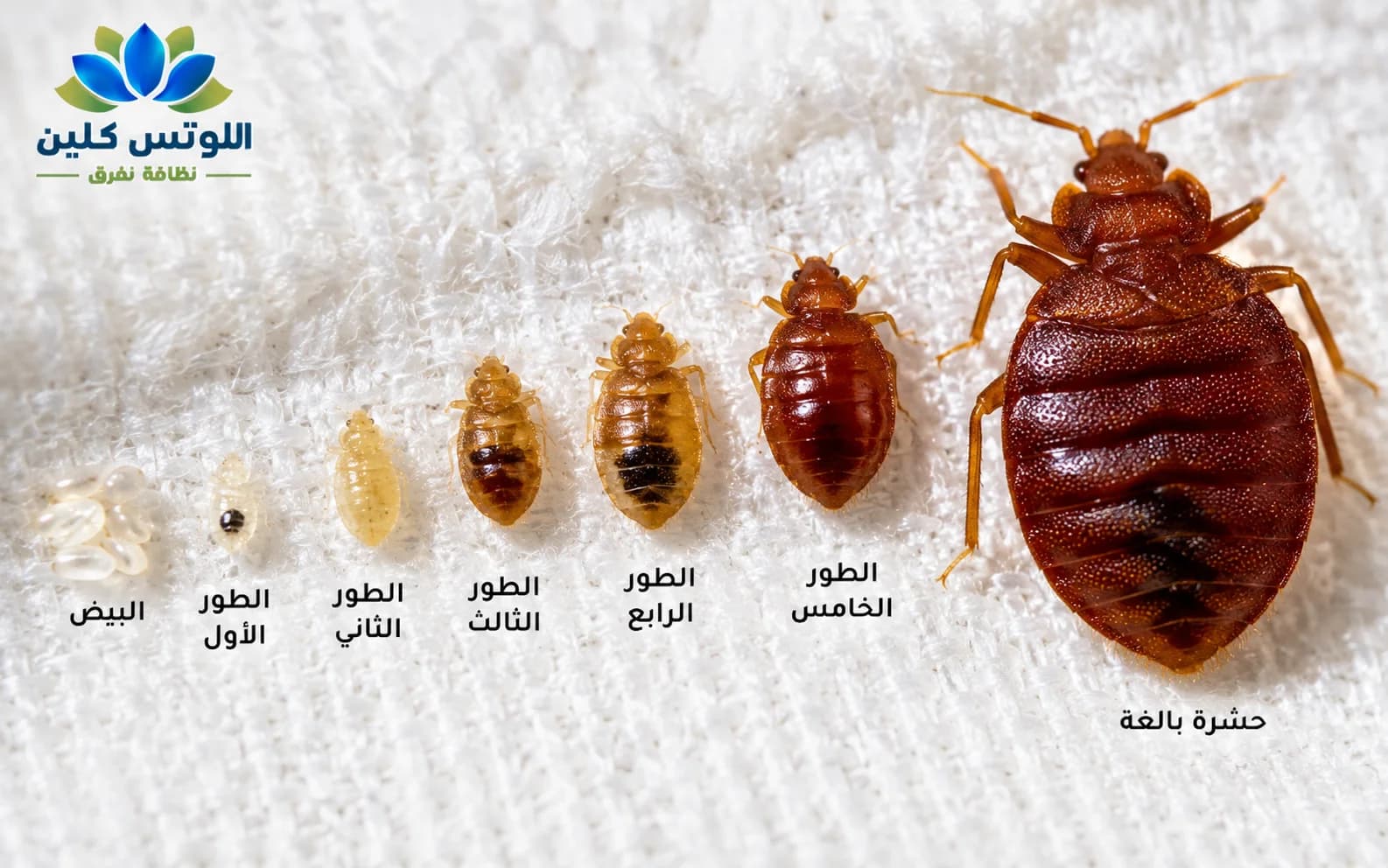 شكل حشرة بق الفراش بالتفصيل والأطوار المختلفة